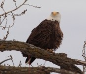 2016 01 30 RedWing 005